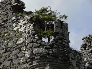 Plunton Castle